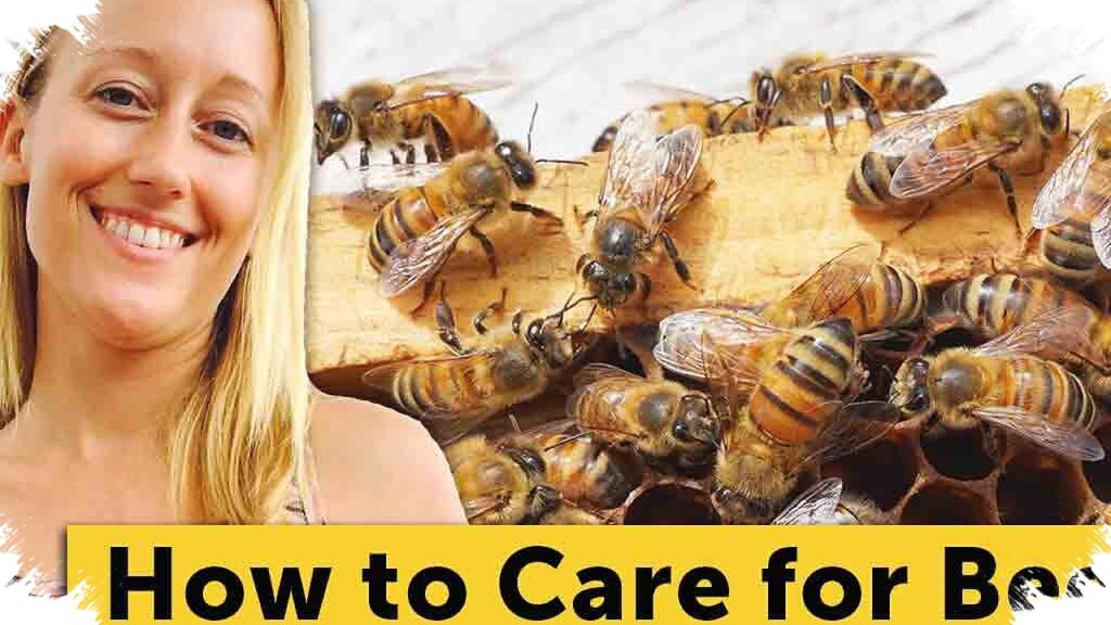 At Home With Bees, A $600 Start Can Lead To High-Value Pure Honey Production