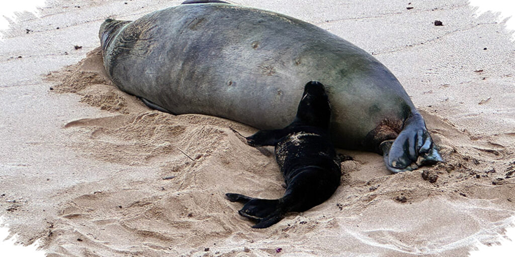 Rock Thrown At Monk Seal, Kaimana Pup Zone Breaches Spark Federal Probe