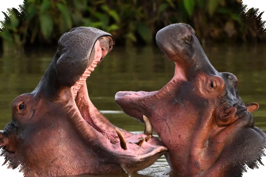 Colombia’s Cocaine Hippos Face Culling, A Billionaire In India Offers A Lifeline