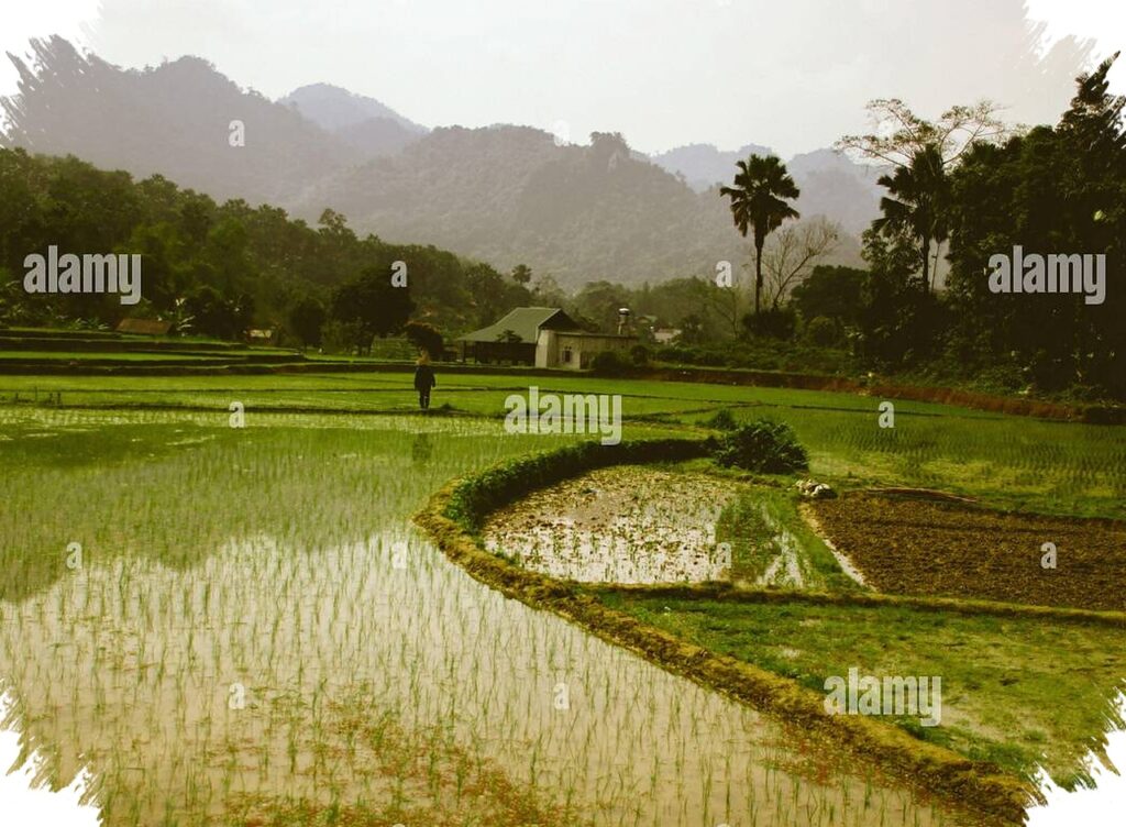 Gemini AI Prompts Turn Rice Fields Into Cinematic Scenes, Natural Light Meets Dramatic Depth