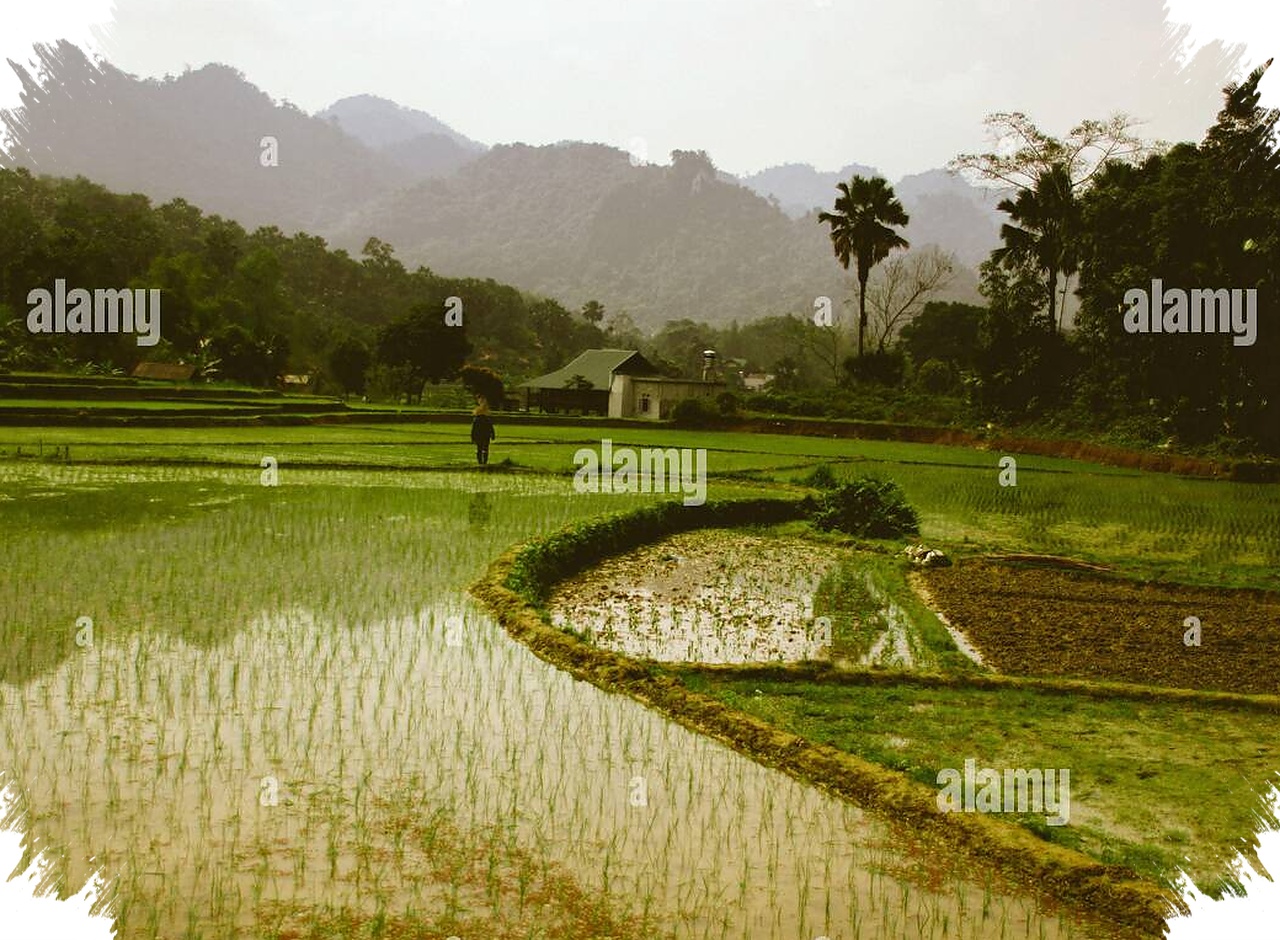 Gemini AI Prompts Turn Rice Fields Into Cinematic Scenes, Natural Light Meets Dramatic Depth