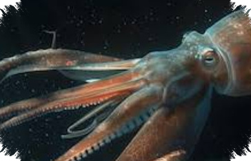 Deep-Sea DNA Reveals Giant Squid Traces Off Western Australia After 25-Year Gap
