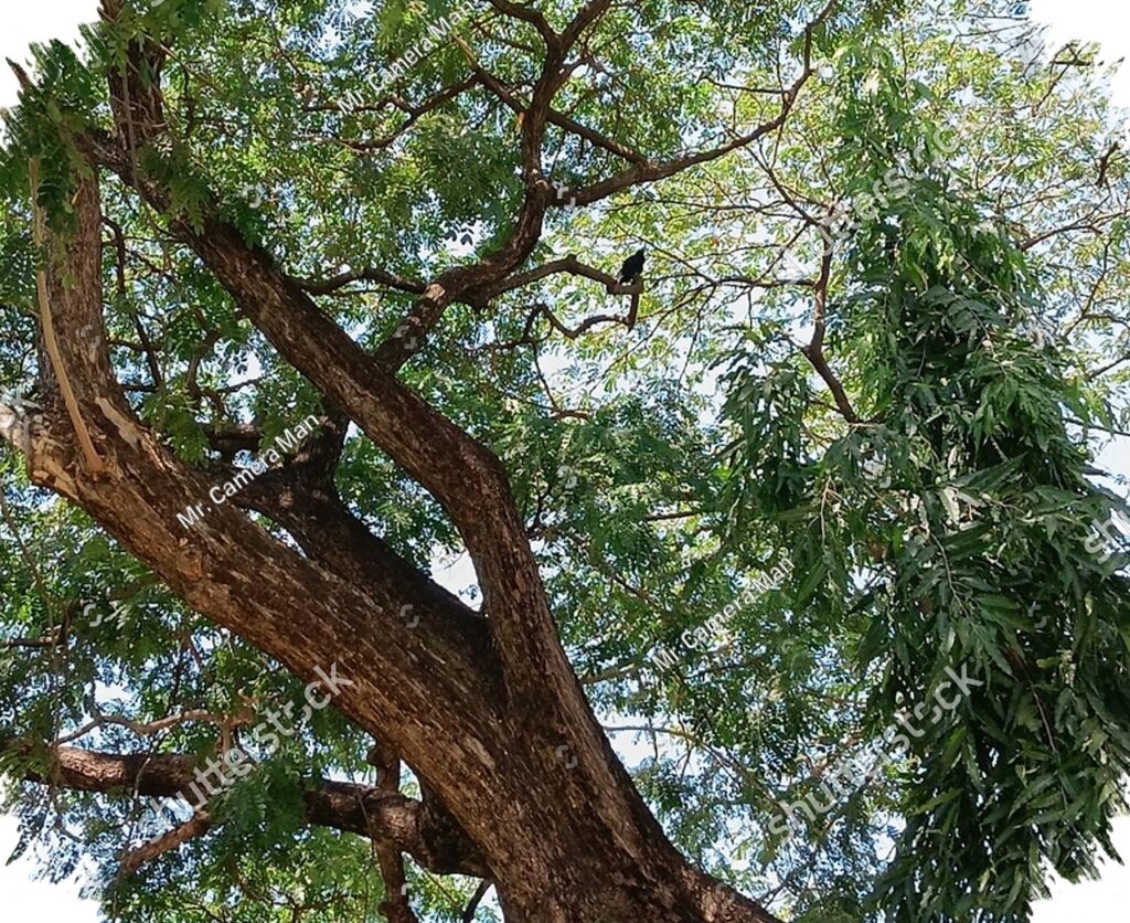 Gemini AI Prompt Techniques Make Shaded-Tree Photos Look More Realistic and Alive