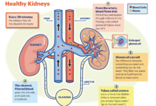 A Surprising Development Link Between Kidneys And Bones Is Reshaping Biology