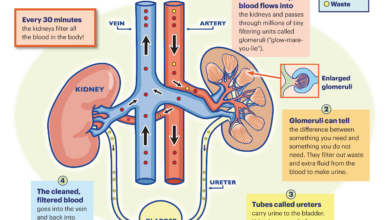A Surprising Development Link Between Kidneys And Bones Is Reshaping Biology