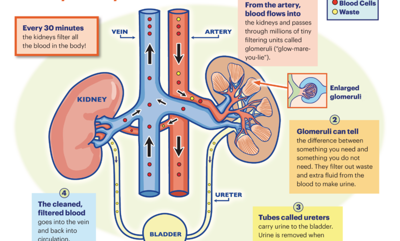 A Surprising Development Link Between Kidneys And Bones Is Reshaping Biology