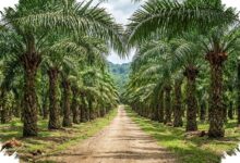 From Waste to Value, Microalgae Turns Palm Oil Effluent Into Energy