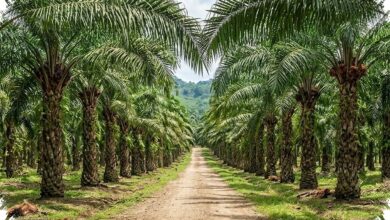 From Waste to Value, Microalgae Turns Palm Oil Effluent Into Energy