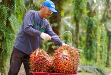 Palm Oil Prices Rebound in Musi Rawas, Farmers Return to Intensive Field Care
