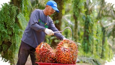 Palm Oil Prices Rebound in Musi Rawas, Farmers Return to Intensive Field Care