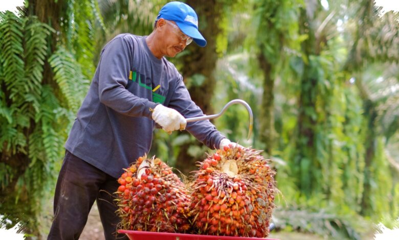 Palm Oil Prices Rebound in Musi Rawas, Farmers Return to Intensive Field Care