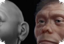 Stegodon Findings Upended, Homo Floresiensis May Have Arrived After Komodo