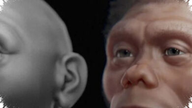 Stegodon Findings Upended, Homo Floresiensis May Have Arrived After Komodo