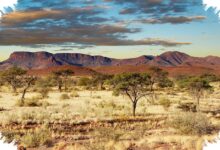 6 Gemini AI Prompts That Turn Savanna Photos Dramatic Without Losing Natural Detail
