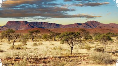 6 Gemini AI Prompts That Turn Savanna Photos Dramatic Without Losing Natural Detail