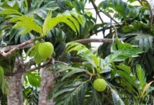 Breadfruit Emerges as Indonesia’s Climate-Ready Superfood, With Strong Nutrition and Economic Potential