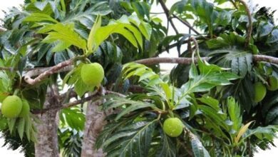 Breadfruit Emerges as Indonesia’s Climate-Ready Superfood, With Strong Nutrition and Economic Potential