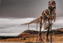 A T. Rex Named Gus Could Fetch Millions, and Even Museums Are Watching