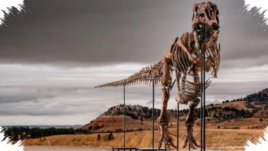 A T. Rex Named Gus Could Fetch Millions, and Even Museums Are Watching