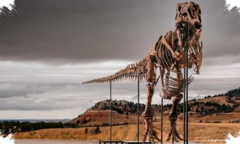 A T. Rex Named Gus Could Fetch Millions, and Even Museums Are Watching