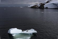 Lassie Reveals A Hidden Icefish City Beneath Antarctica’s Filchner Ice Shelf