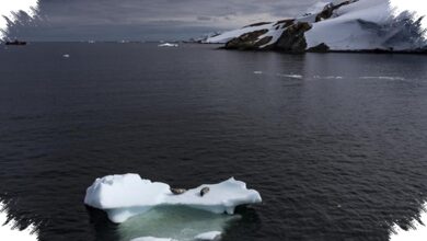 Lassie Reveals A Hidden Icefish City Beneath Antarctica’s Filchner Ice Shelf