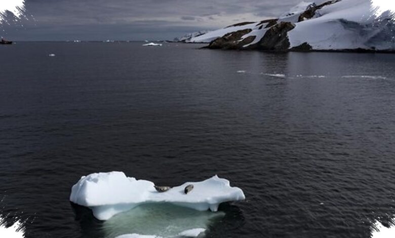 Lassie Reveals A Hidden Icefish City Beneath Antarctica’s Filchner Ice Shelf