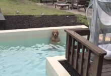 Woman Hears Her Golden Retriever Go Quiet in the Pool, Then Sees Why