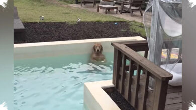 Woman Hears Her Golden Retriever Go Quiet in the Pool, Then Sees Why