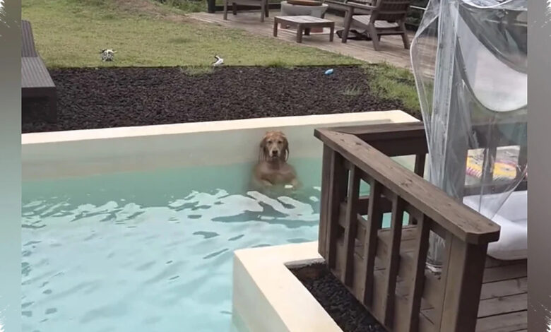 Woman Hears Her Golden Retriever Go Quiet in the Pool, Then Sees Why
