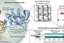 A Molecular Jackhammer Destroyed 99% of Melanoma Cells Without Chemotherapy