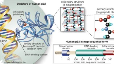 A Molecular Jackhammer Destroyed 99% of Melanoma Cells Without Chemotherapy