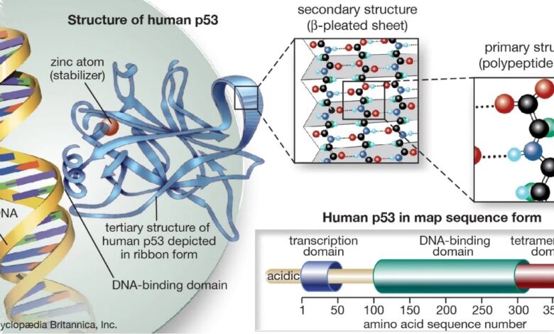 A Molecular Jackhammer Destroyed 99% of Melanoma Cells Without Chemotherapy