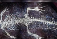Ancient Crocodile Fossil Preserves Tail Bands Seen in Young Crocodilians Today