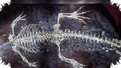 Ancient Crocodile Fossil Preserves Tail Bands Seen in Young Crocodilians Today