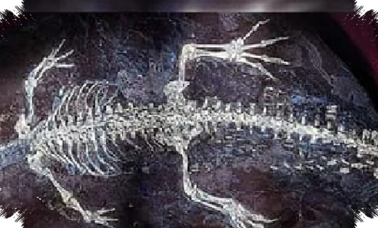 Ancient Crocodile Fossil Preserves Tail Bands Seen in Young Crocodilians Today