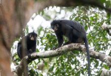 The Congo Monkey With a Pig-Like Snore Is Confined to a Tiny Forest Range