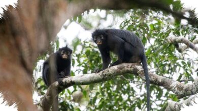 The Congo Monkey With a Pig-Like Snore Is Confined to a Tiny Forest Range