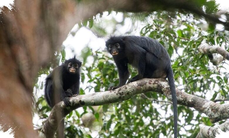 The Congo Monkey With a Pig-Like Snore Is Confined to a Tiny Forest Range