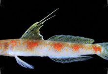 A Sunrise-Colored Shrimpgoby Adds a New Species to Indonesia’s Marine Records