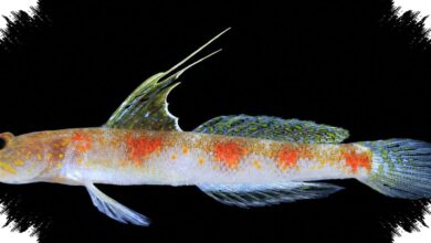 A Sunrise-Colored Shrimpgoby Adds a New Species to Indonesia’s Marine Records