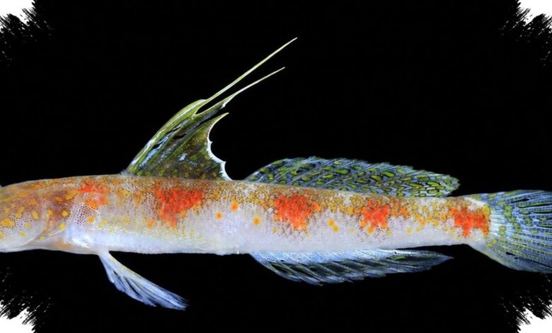 A Sunrise-Colored Shrimpgoby Adds a New Species to Indonesia’s Marine Records